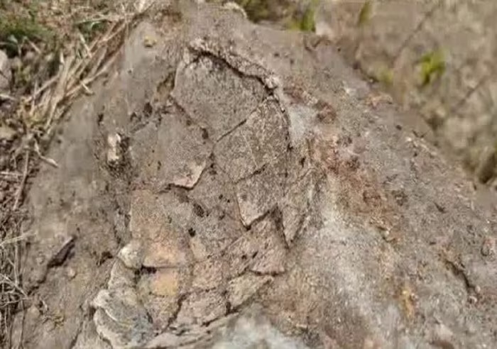 ancient dinosaur egg fossils found 6.5 billion years old