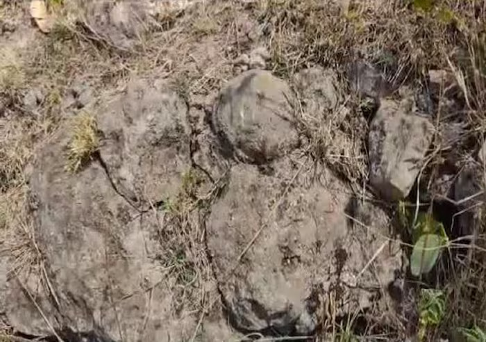 ancient dinosaur egg fossils found 6.5 billion years old